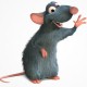scheria
