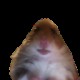 dieppei