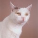 I_is_anonimus_cat