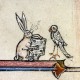 Lepus_ludens