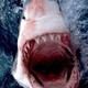 movie_shark