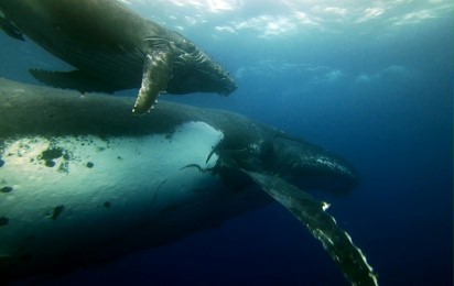 Delfiny i wieloryby 3D. Plemiona oceanów - Zwiastun nr 1