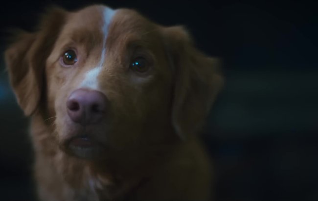Good Boy