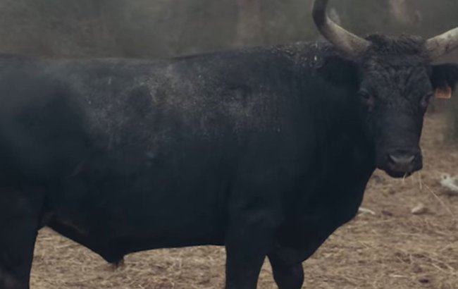 nr 1 (polski)