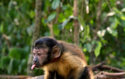 Amazonia. Przygody małpki Sai - Zwiastun nr 1