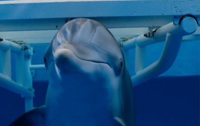 Mój przyjaciel delfin 2: Ocalić Mandy - Zwiastun nr 2