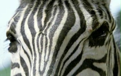 Zebra z klasą - Zwiastun nr 2