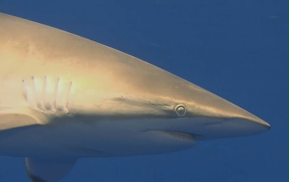 Rekiny 3D. Bliskie Spotkanie z Ginącymi Władcami Oceanów - Zwiastun nr 1