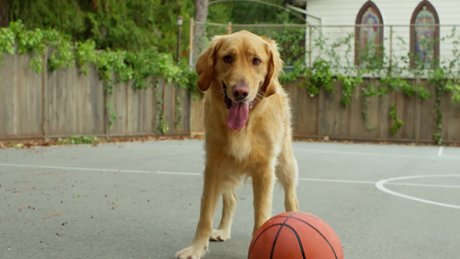Air Bud Returns - Teaser nr 1
