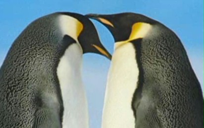 Marsz pingwinów - Zwiastun nr 1