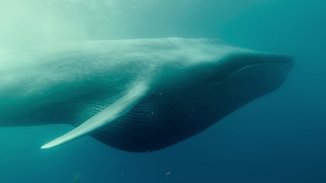 Blue Whales: Return of the Giants - Zwiastun nr 1