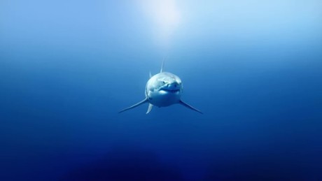 Sharksploitation - Zwiastun nr 1