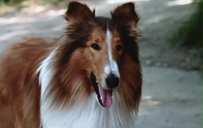 Lassie - Zwiastun nr 1