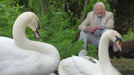David Attenborough: Tajemniczy świat dźwięków - Zwiastun nr 1
