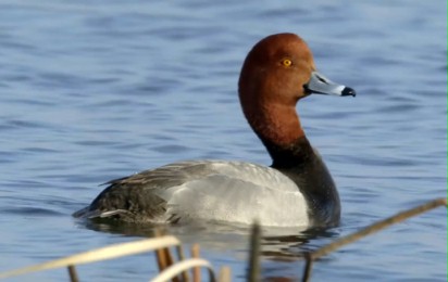 The Million Dollar Duck - Zwiastun nr 1